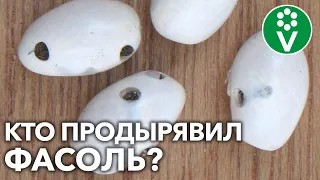 ЖУЧКИ В ФАСОЛИ И ДРУГИХ БОБОВЫХ? Вот кто вредитель и как избавиться!