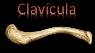 🦴 Clavícula - Miembro superior - Anatomía