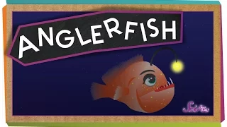 All About Anglerfish