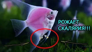 Скалярия РОЖАЕТ !!! Смотрим до конца !!! Роды Скалярий!!!