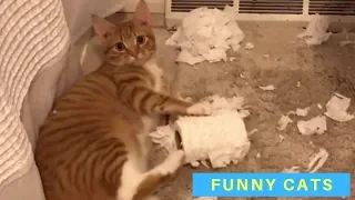 Cute and Funny Cat Videos - Cats Being Cats