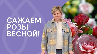 Все секреты посадки роз в одном ролике!