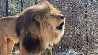 Lions Roar