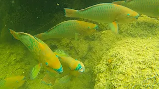 Parrot Fish, Barracuda, Snapper, Lobster. (Underwater Camera). Lower Keys, Florida.