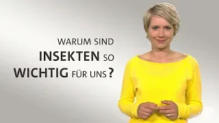 #kurzerklärt: Warum sind Insekten so wichtig für uns?