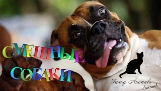 Самые смешные собаки #1. Видео собак. Funny dogs compilation Part 1. Funny Animals