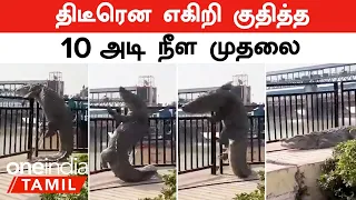 10 Foot Crocodile | திடீரென எகிறி குதித்த 10 அடி நீள முதலை...எப்படி பிடித்தார்கள்? | Oneindia Tamil