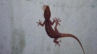 Lizard eating termite- Time lapse - whole gecko eaten by ants in just a few hours!