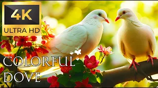 Birds 4K VIDEO UHD - Dove Sound - Relaxing Music | Relaxing Safari