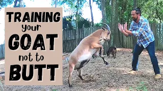 How To Train Your Goat Not To Butt: Proven Techniques For Calm Behaviour | HappyGoatAdventures.org