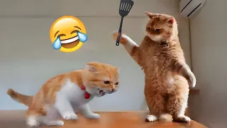 Funny Cats and Dogs Compilation 🐱🐶 - Funny Pets Videos 2024 🤣