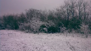 Неудачная охота на зайца и куропаток. Лиса в петле