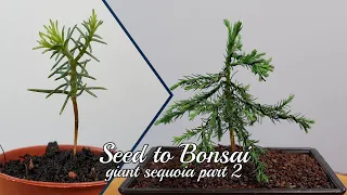 Seed to Bonsai: Sequoiadendron giganteum (Giant Sequoia) #2
