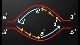 FRAGMENTOS DE OKAZAKI. Replicación del ADN. Síntesis discontinua. Biología Molecular. Rápido y Fácil