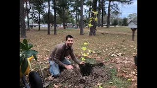 Garden Thoughts and guerrilla planting trees for the new year.