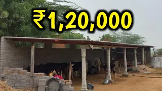 Cow house - worth ₹1,20,000 | MSH TEAM