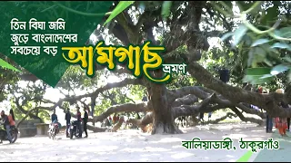 Tour of the Biggest Mango Tree in Bangladesh । 1 Mango Tree in 3 Bigha land