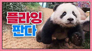 (SUB) Flying Panda? Baby Pandas Run Very Fast 🐼│Panda World