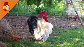 Top 10 Best Rooster Crowing Sound Effects Compilation Plus - Funny Chicken Noises - Rooster Noises