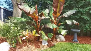 Beautiful Exotic Zone 6 Garden, Ontario, Canada