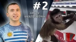 Дикие Аккордеоны - Мартышка и аппарат (Дикие аккордеоны #2)