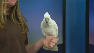 Meet a cockatoo from the zoo