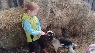 Наше нескучное хозяйство/ кормление козлят/ Мариша- помощница/Новости/ будни деревенские