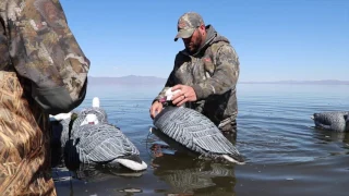 Coldbay Alaska Emperor Goose hunting guides