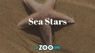 Sea Stars | Fun Facts About Starfish! | EdZOOcating Adventures