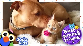 Bubba The Dog Loves His Friend Rue The Cat — And Looks Like Her Too | Dodo Kids: Best Animal Friends