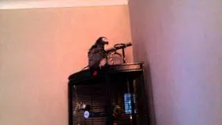 Harry my african grey parrot laughing out loud