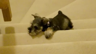 Cute Mini Schnauzer Puppy Tries To Go Up Stairs