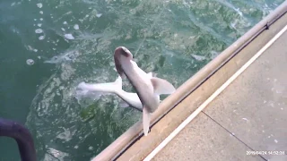 Catching Sharks at San Luis Pass! Fishing Christmas Bay and Bastrop Bayou