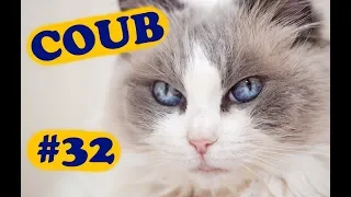 COUB COMPILATION #32 | [18+] | ноябрь 2019 (11 минут)