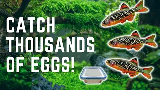 HOW TO MAKE AN EASY DIY EGG TRAP FOR BREEDING NANO FISH!