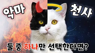 What is Inside of Cat? Angel or Devil? (ENG SUB)