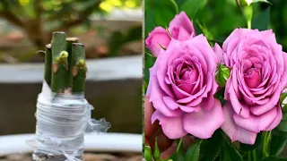 How To Multiple Graft On Rose Plant  | Black Tiger Rose Grafting
