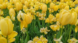 Stunning Free Stock Footage: Yellow Tulips in a Field | Royalty-Free HD Video