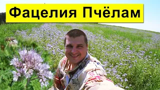 Фацелия для Пчёл 🐝 Бочонки для меда 🍯 1000 ульев