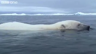 HD: Clever Polar Bear Stalks Seal - Polar Bear: Spy On The Ice, Preview - BBC One