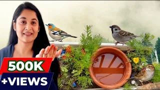 How to attract birds to your garden | गर्मियों में चिड़िया के लिए पानी कैसे रखें | #birds #gardening