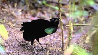 BBC Planet Earth - Birds of Paradise