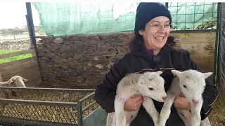 Han nacido dos corderinos muesos de la oveja muesa jjj