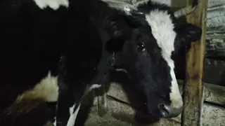 КОРОВА ОТЕЛИЛАСЬ ДВОЙНЕЙ! The cow gave birth to twins! КОРОВА ДВОЙНЮ РОДИЛА! ДВА ТЕЛЁНКА! ЧУДЕСА!