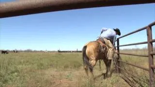 Muleshoe Ranch - 2014 Zoetis-AQHA Best Remuda Winner
