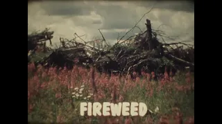 "Fireweed" 70s nature film (16mm)