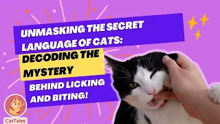 Unmasking the Secret Language of Cats: Decoding the Mystery Behind Licking and Biting!