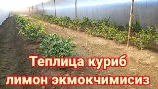 01 02 2022 Лимон экиш Теплица куриш истагида булганлар учун видеодарслик