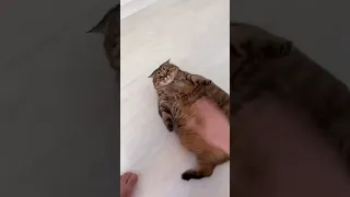 Самый толстый кот | кунг фу кот