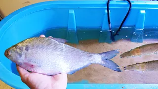 Giant Gizzard Shad Vs. Hungry Alligator Gar!